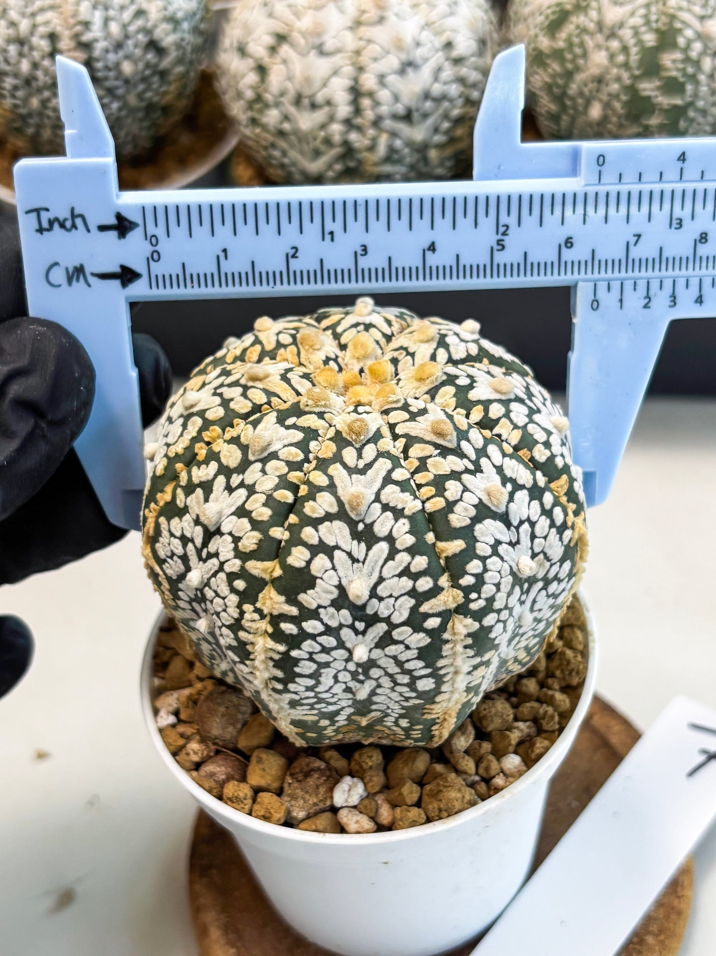 Astrophytum V-Type (at6) (y7) | Rare Star Cactus