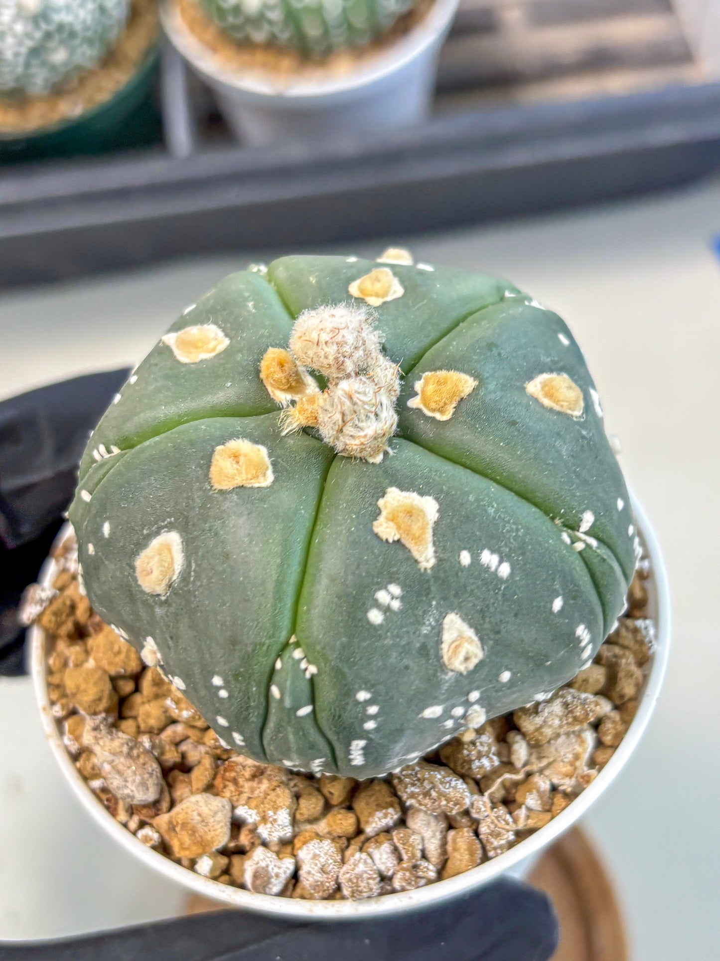Astrophytum 5-Ribs (at7) (b3) | Living Rocks