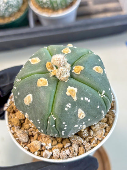 Astrophytum 5-Ribs (at7) (b3) | Living Rocks