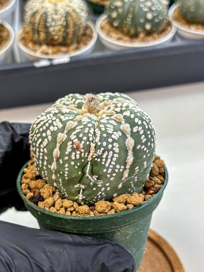 Astrophytum Fukuryu (at8) (12) | Rare Plant | Succulent Cactus