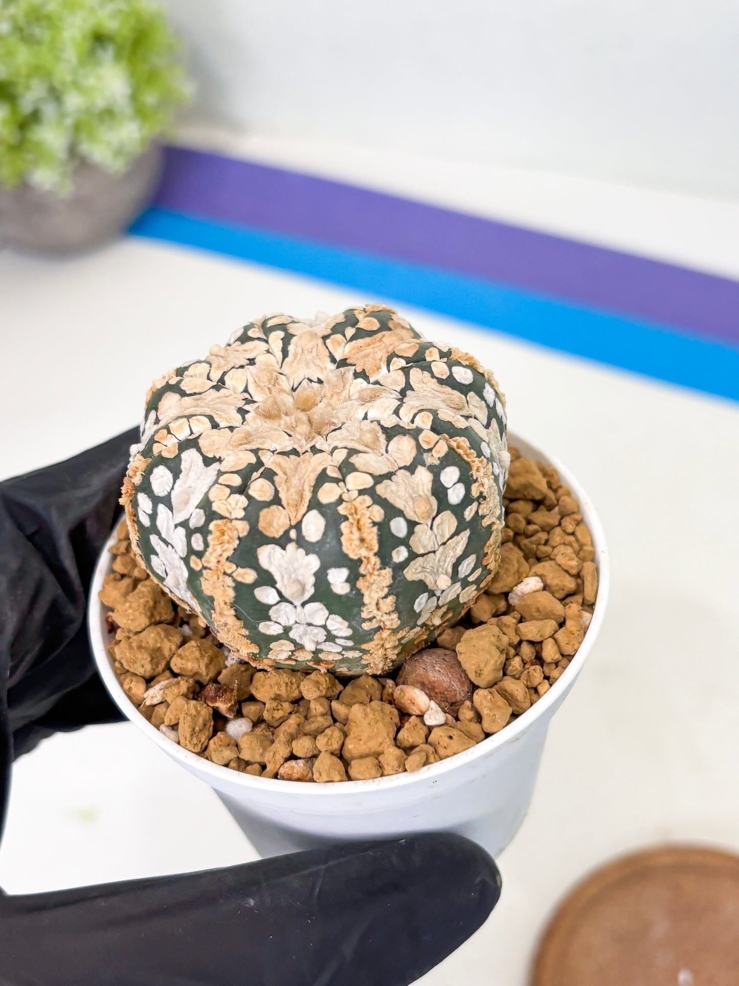 Astrophytum V-Type (at1) (p7) | Imported Cactus