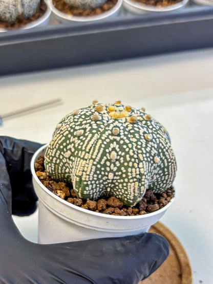 Astrophytum V Type (at5) (05) |  Sea urchin cactus