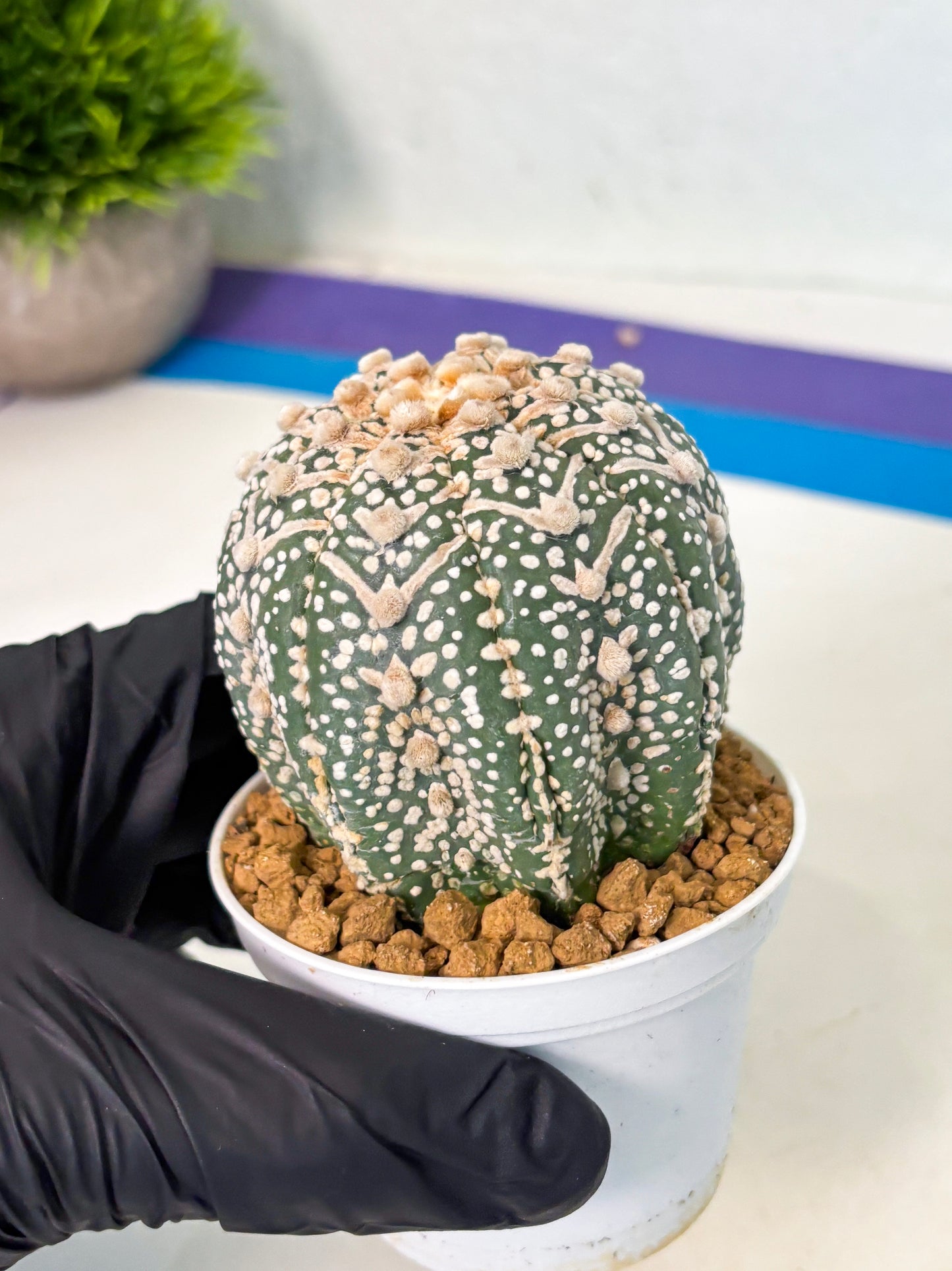 Astrophytum V-Type (at5) (p4) | Rare imported Plant