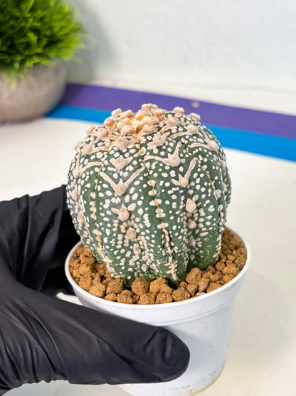 Astrophytum V-Type (at5) (p4) | Rare imported Plant