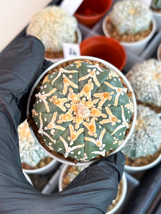 Astrophytum Super Kabuto V Type (T4) (y5) | Las Vegas Seller | 3" Pot