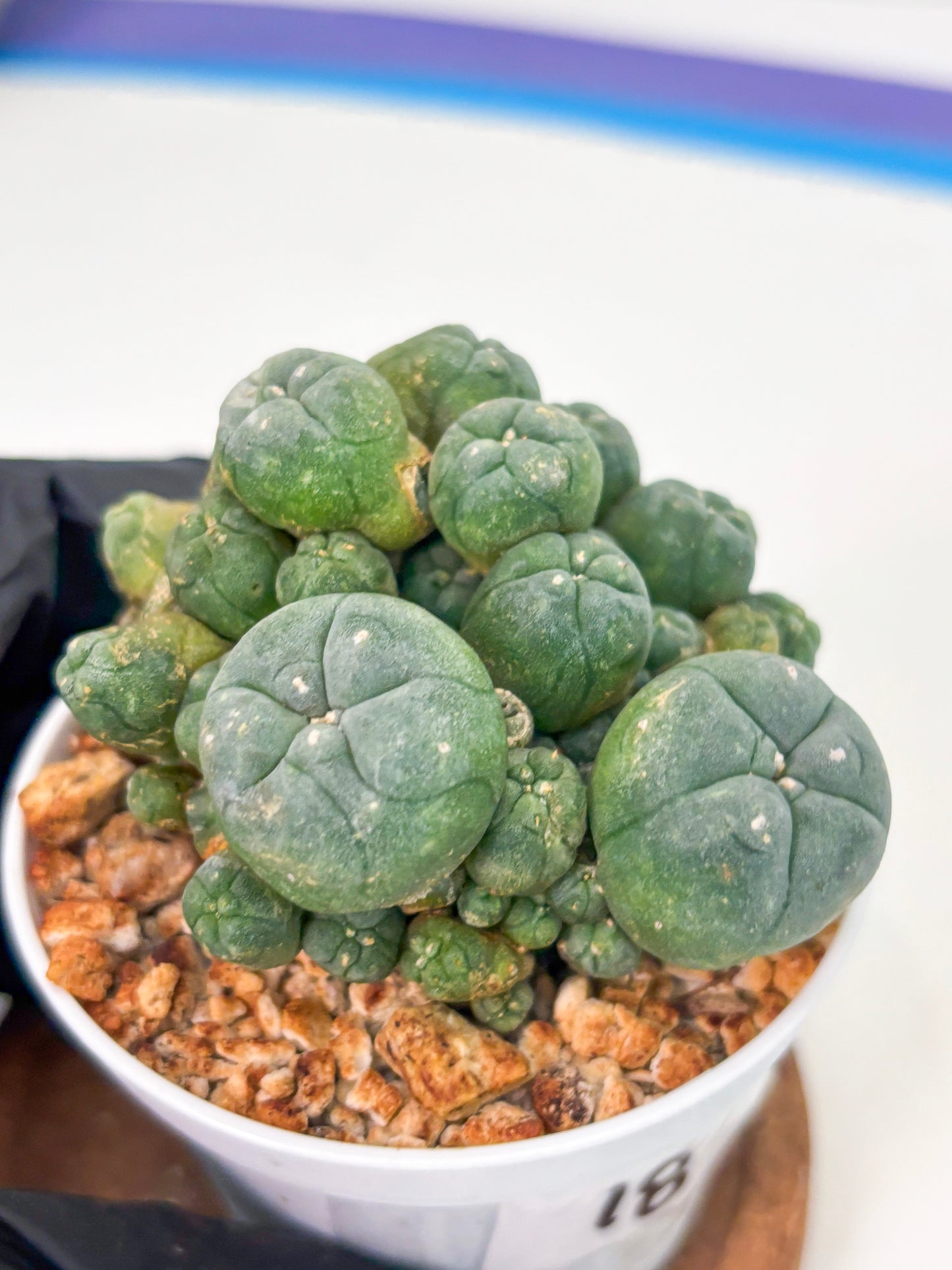 Spineless Cactus (Lo1) (g3) | For Advanced Growers