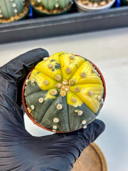Astrophytum Variegated (at9) (05) | Rare Plant | Live Cactus