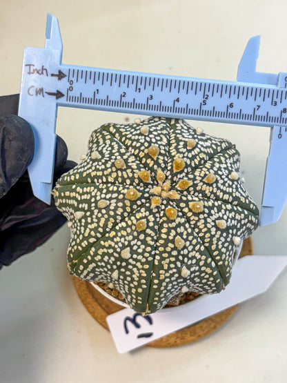 Astrophytum Super Kabuto (at10) (13) | sand dollar cactus
