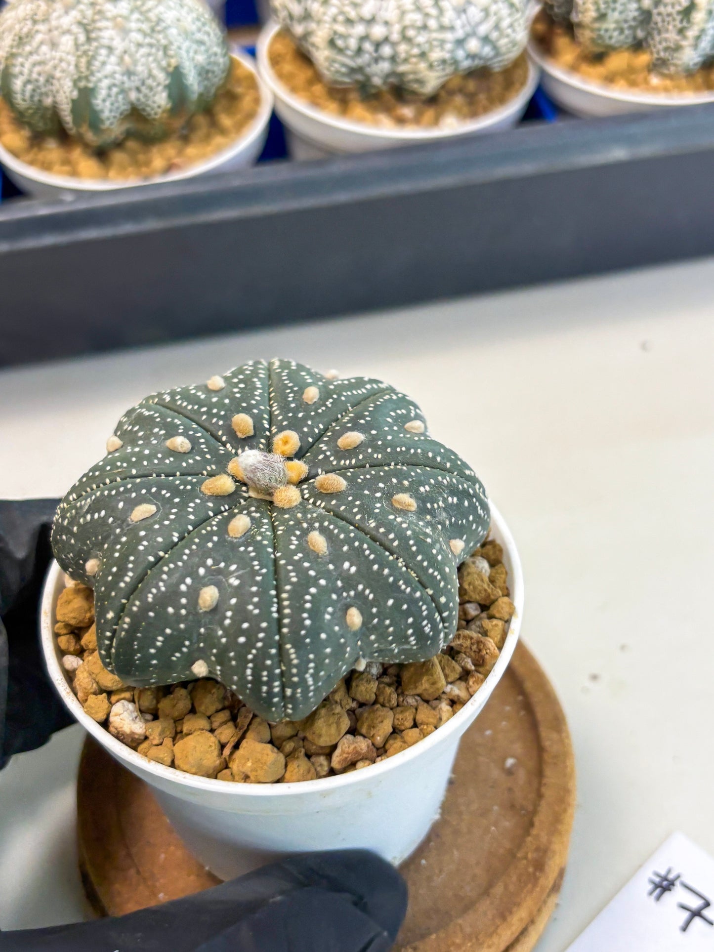 Astrophytum Star Shape (at3) (p7) | Very Rare Cactus