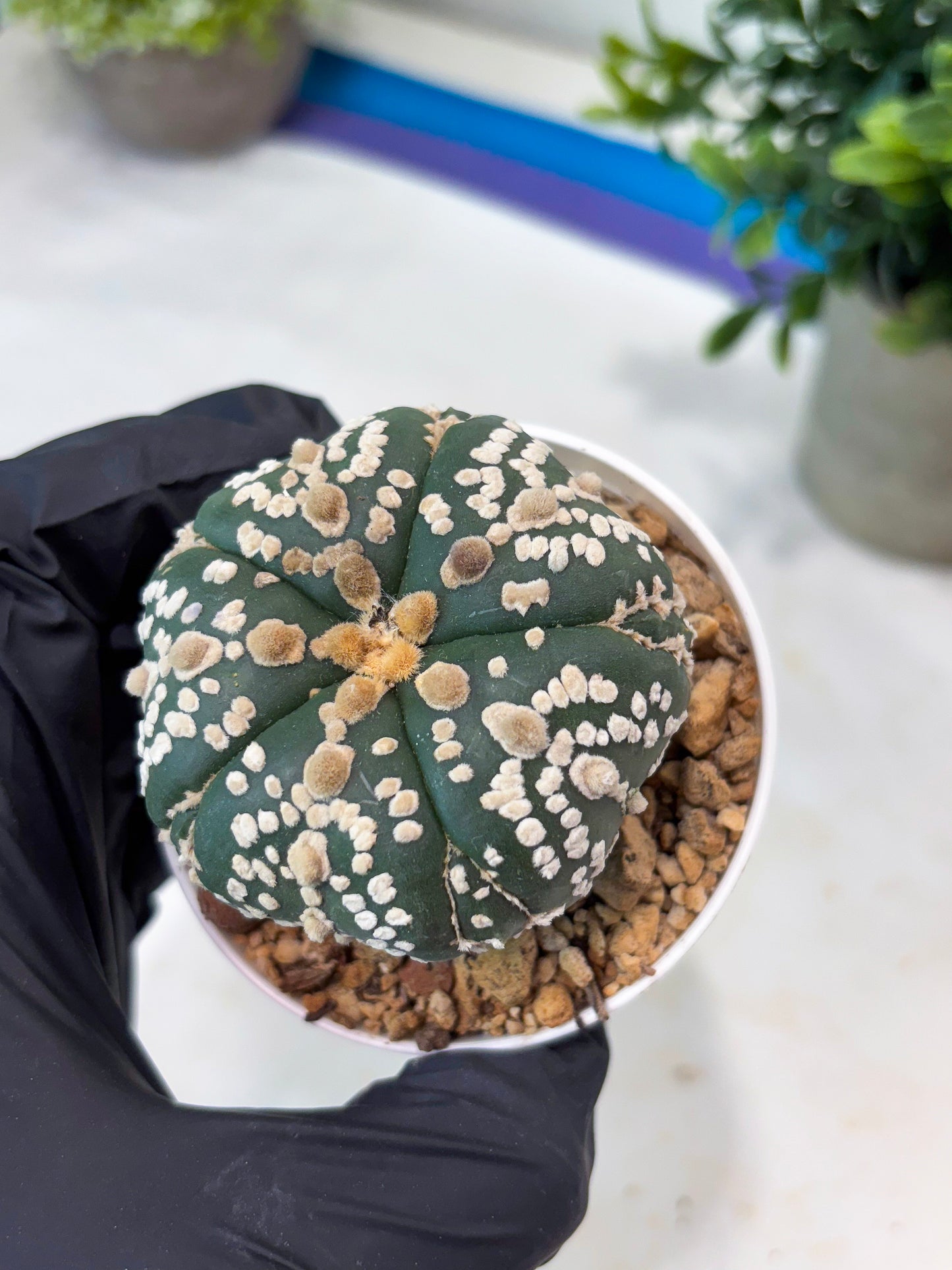 Astrophytum 5-Rib (T11) (y1) | Imported From Taiwan