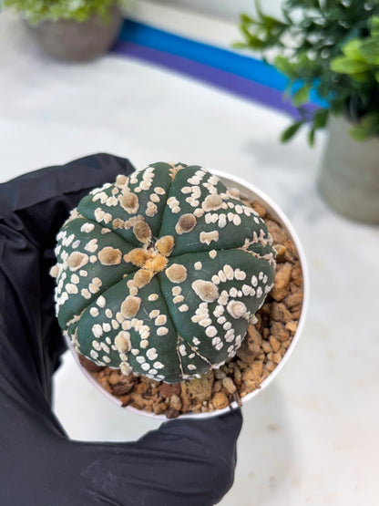 Astrophytum 5-Rib (T11) (y1) | Imported From Taiwan