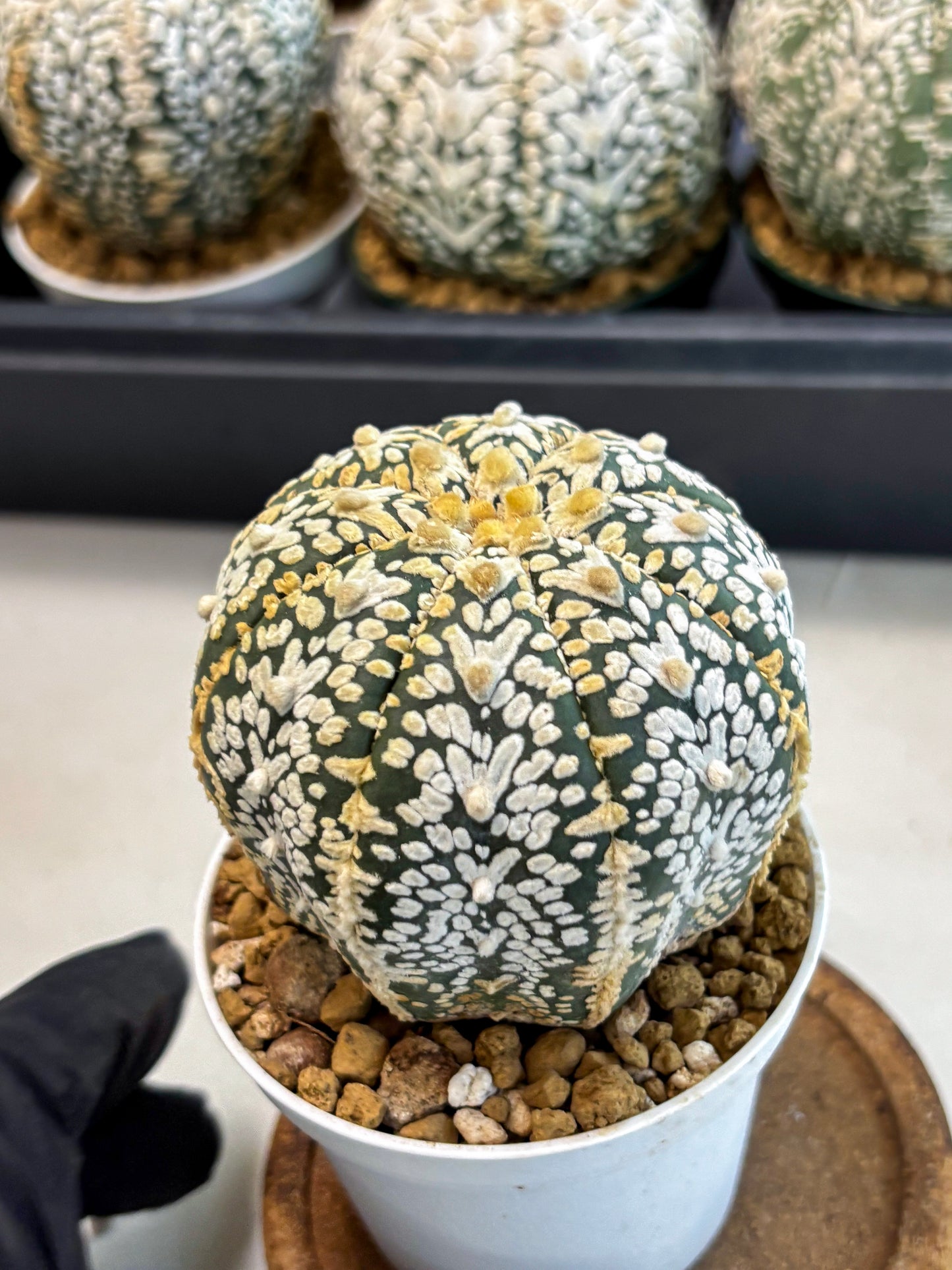 Astrophytum V-Type (at6) (y7) | Rare Star Cactus