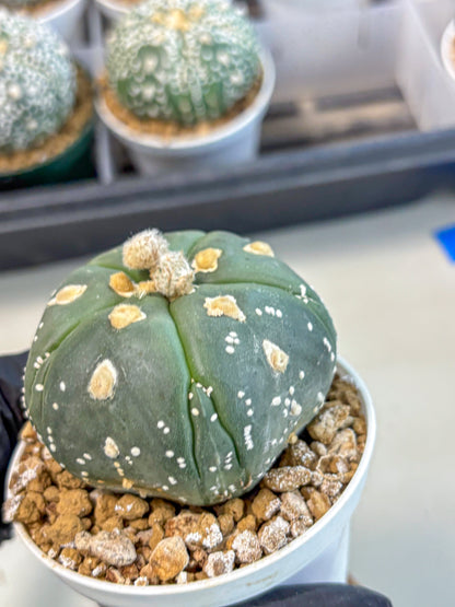 Astrophytum 5-Ribs (at7) (b3) | Living Rocks