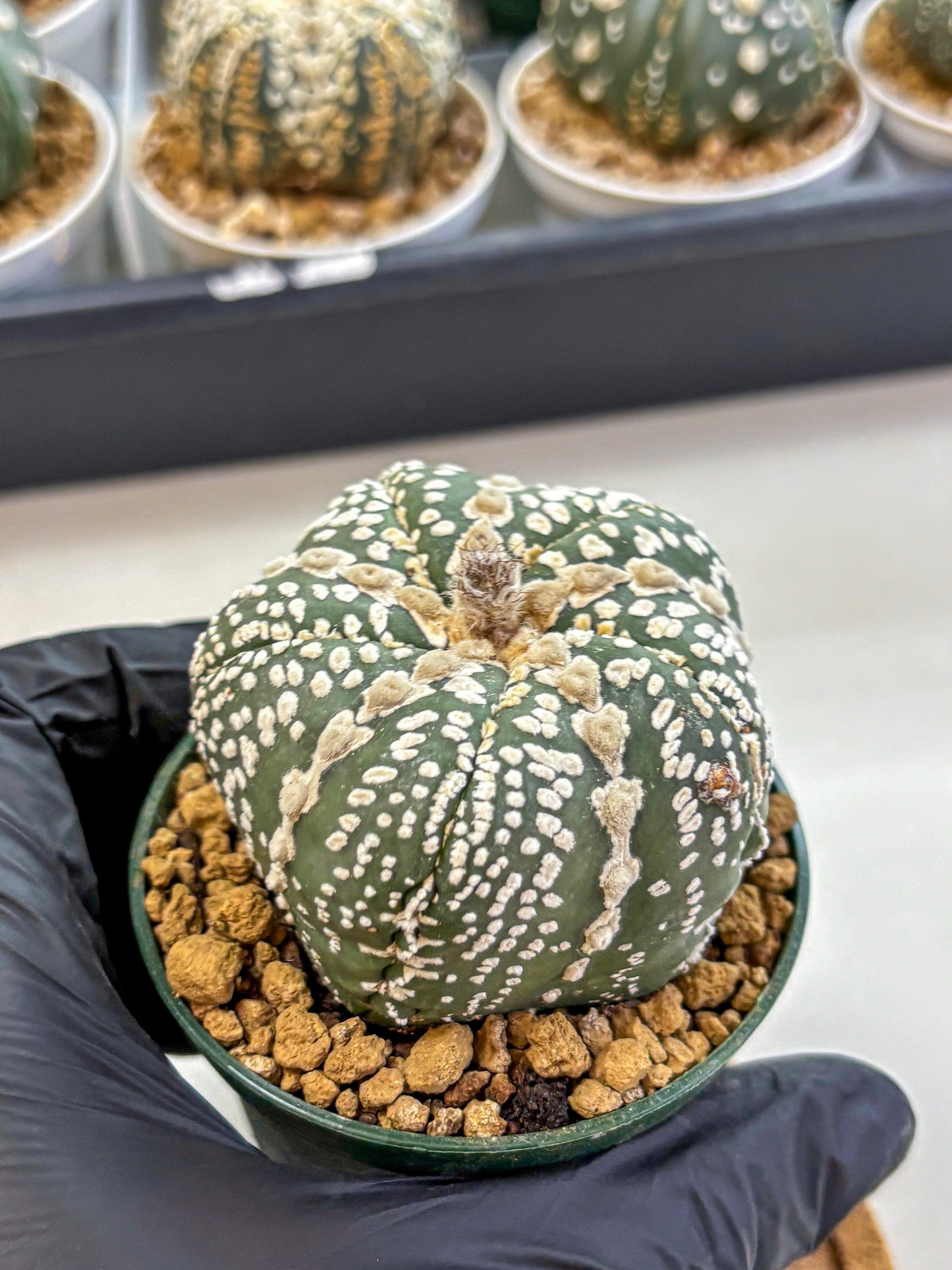 Astrophytum Fukuryu (at8) (12) | Rare Plant | Succulent Cactus