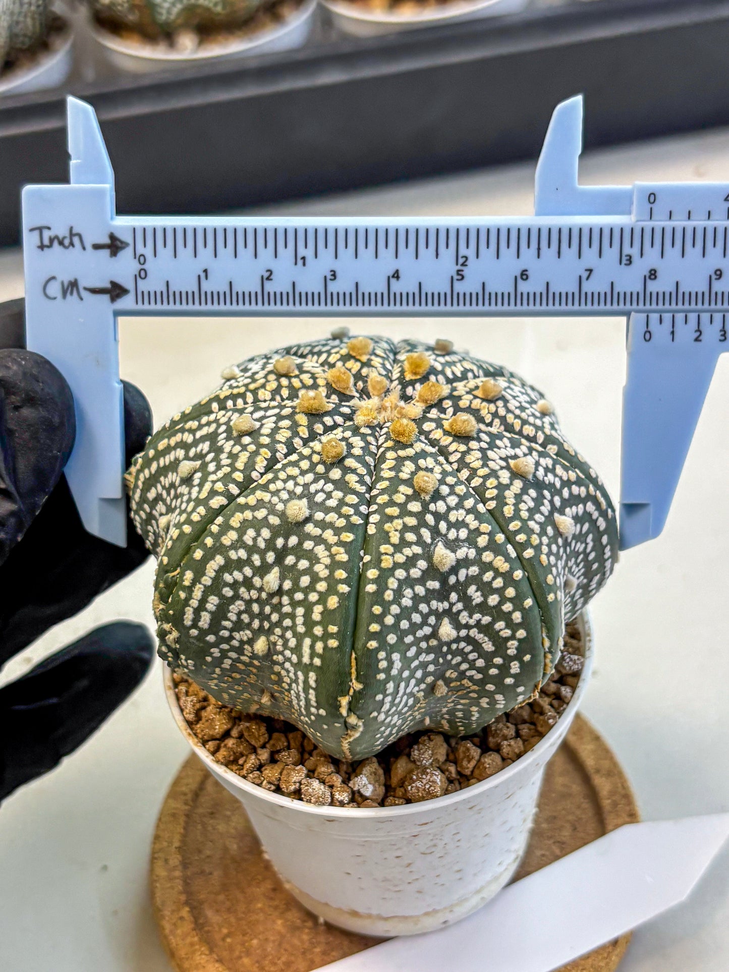 Astrophytum Super Kabuto (at10) (13) | sand dollar cactus