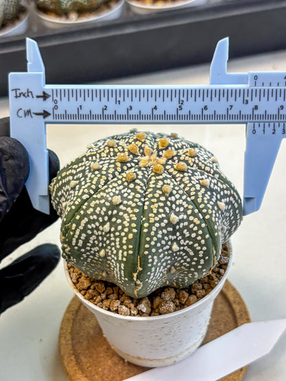 Astrophytum Super Kabuto (at10) (13) | sand dollar cactus