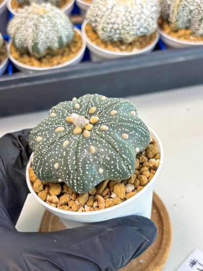 Astrophytum Star Shape (at3) (p7) | Very Rare Cactus