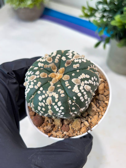 Astrophytum 5-Rib (T11) (y1) | Imported From Taiwan