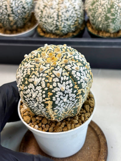 Astrophytum V-Type (at6) (y7) | Rare Star Cactus