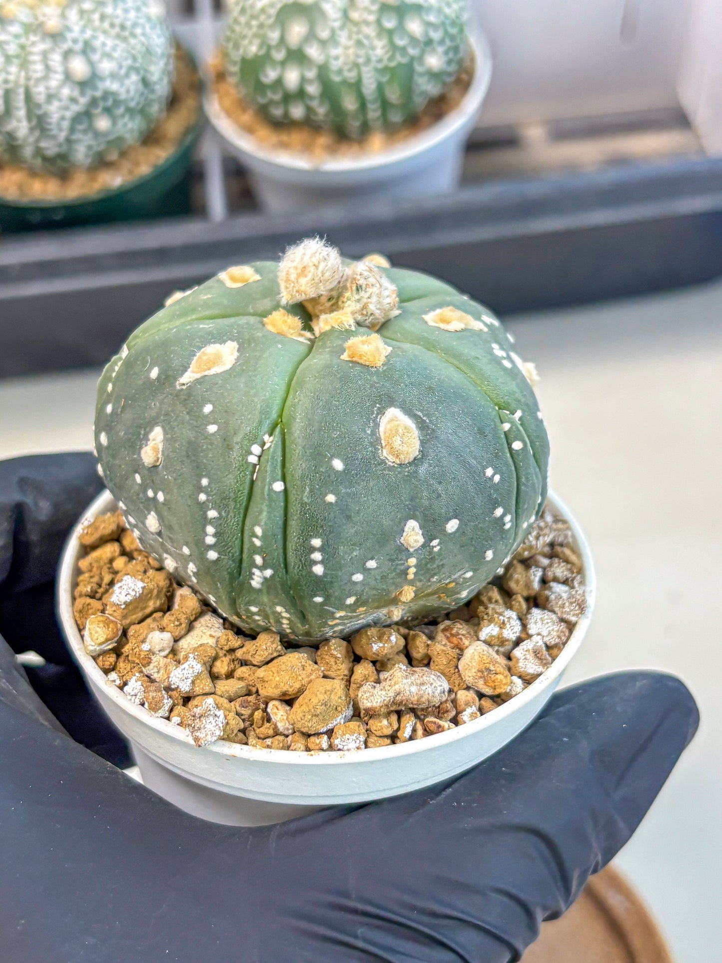 Astrophytum 5-Ribs (at7) (b3) | Living Rocks
