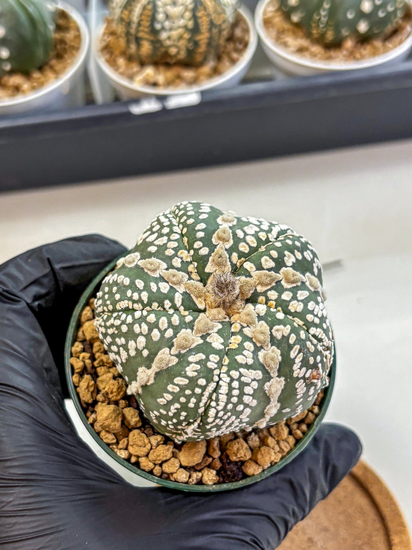 Astrophytum Fukuryu (at8) (12) | Rare Plant | Succulent Cactus