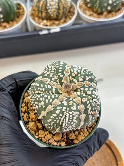 Astrophytum Fukuryu (at8) (12) | Rare Plant | Succulent Cactus