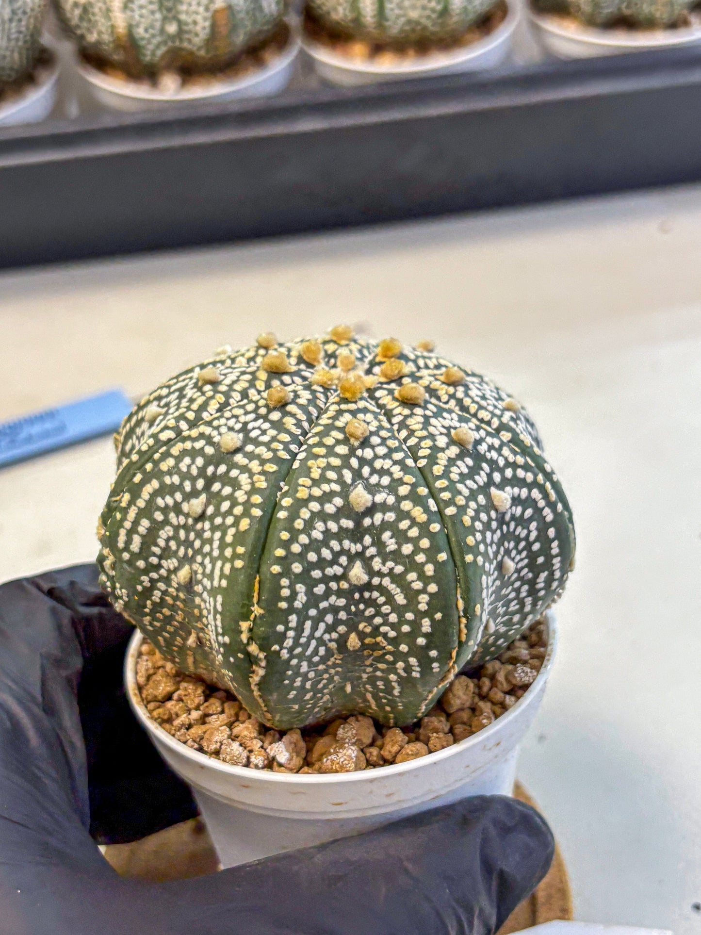 Astrophytum Super Kabuto (at10) (13) | sand dollar cactus