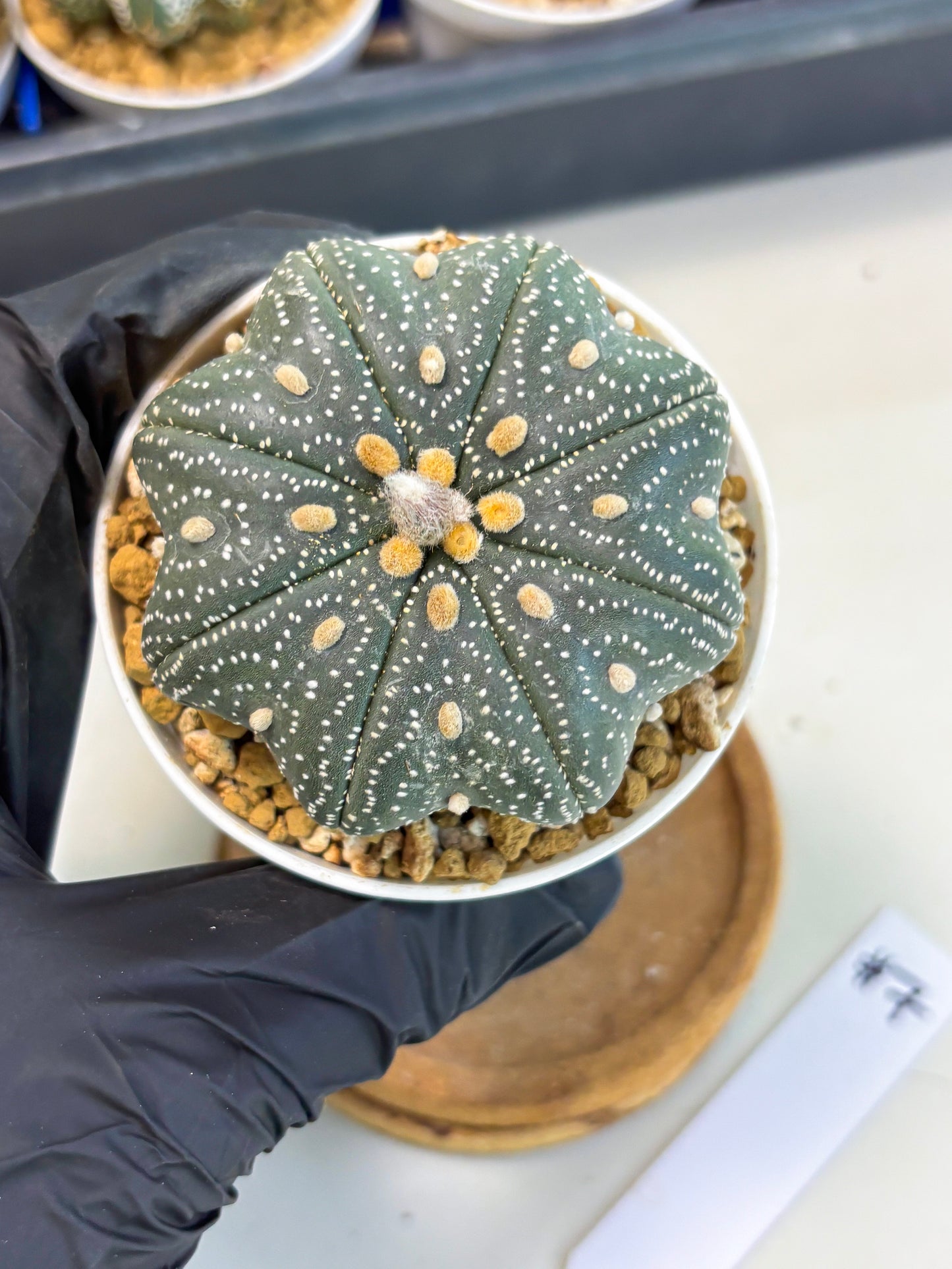 Astrophytum Star Shape (at3) (p7) | Very Rare Cactus