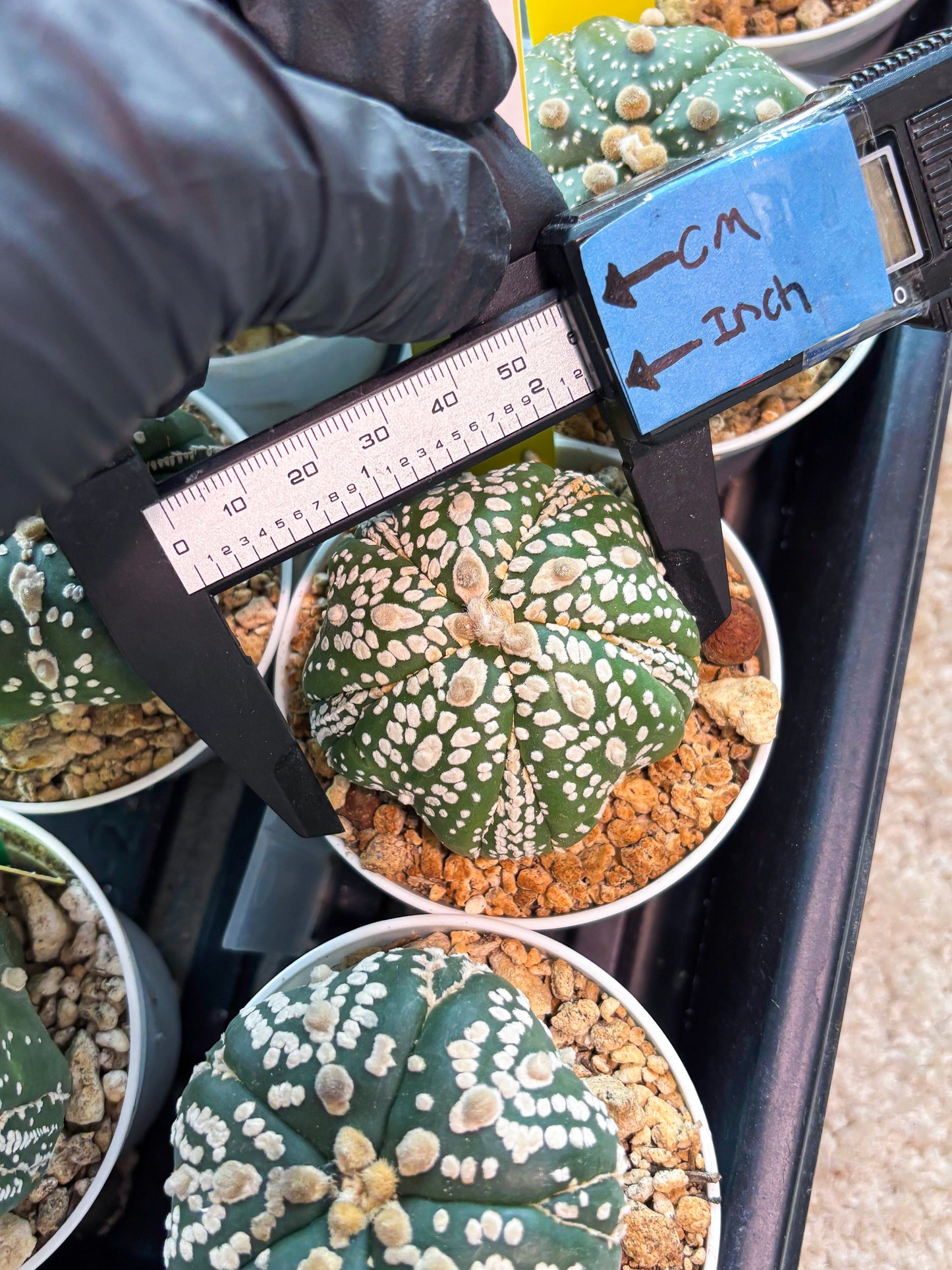 Astrophytum 5-Rib (T11) (y2) | Imported From Taiwan