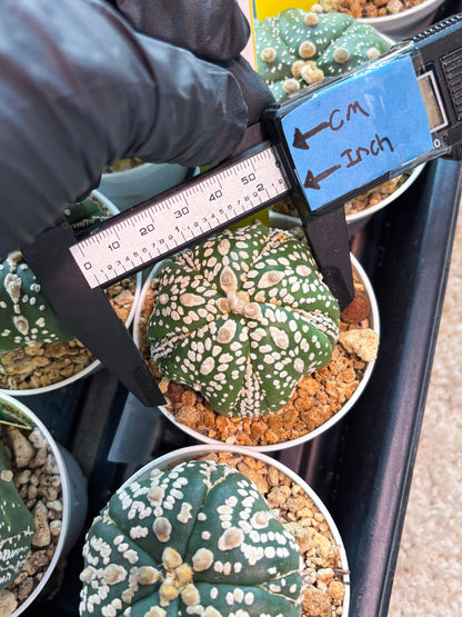 Astrophytum 5-Rib (T11) (y2) | Imported From Taiwan