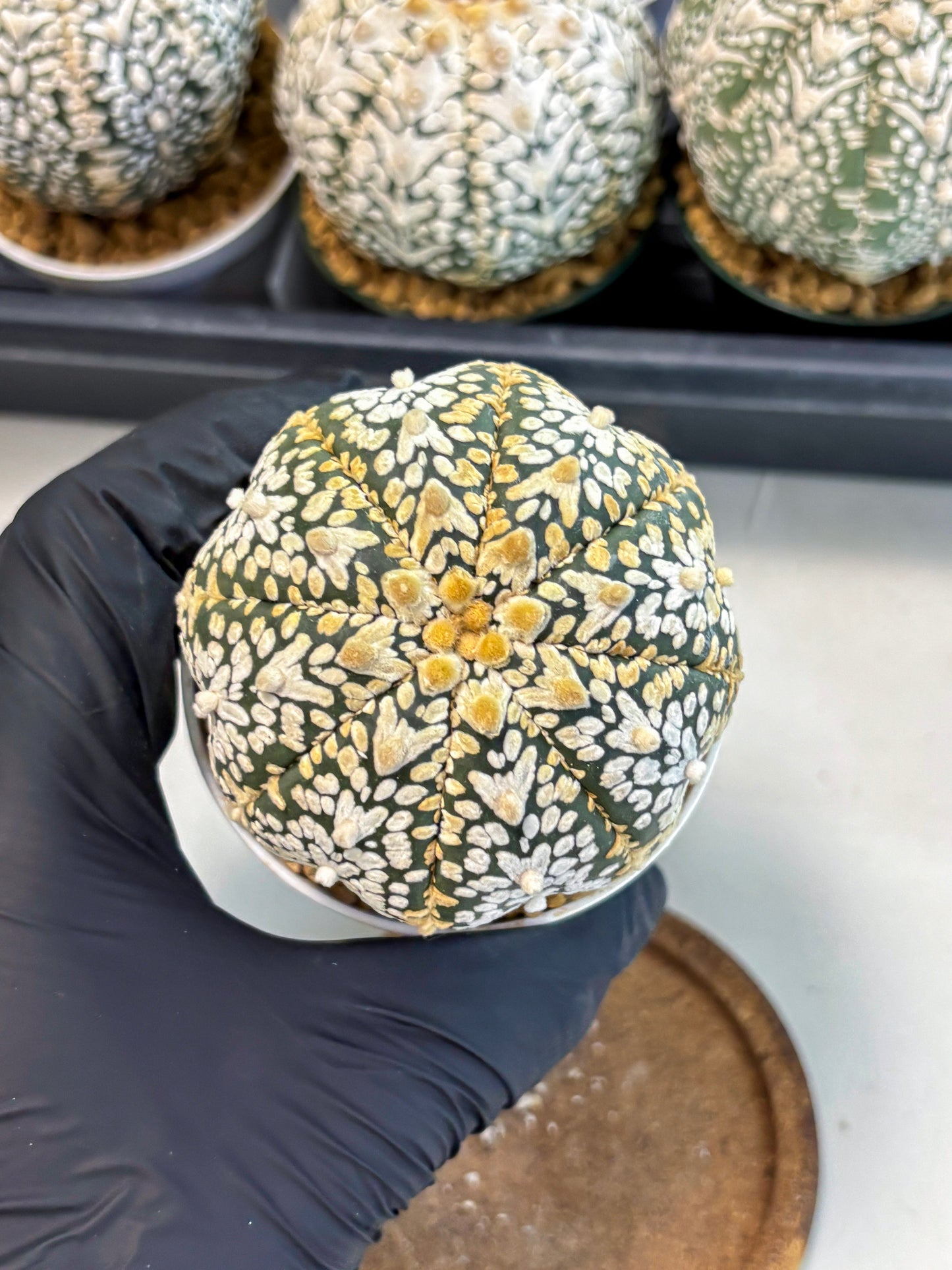 Astrophytum V-Type (at6) (y7) | Rare Star Cactus