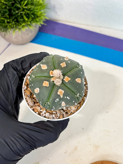 Astrophytum 5-Ribs (at7) (b3) | Living Rocks