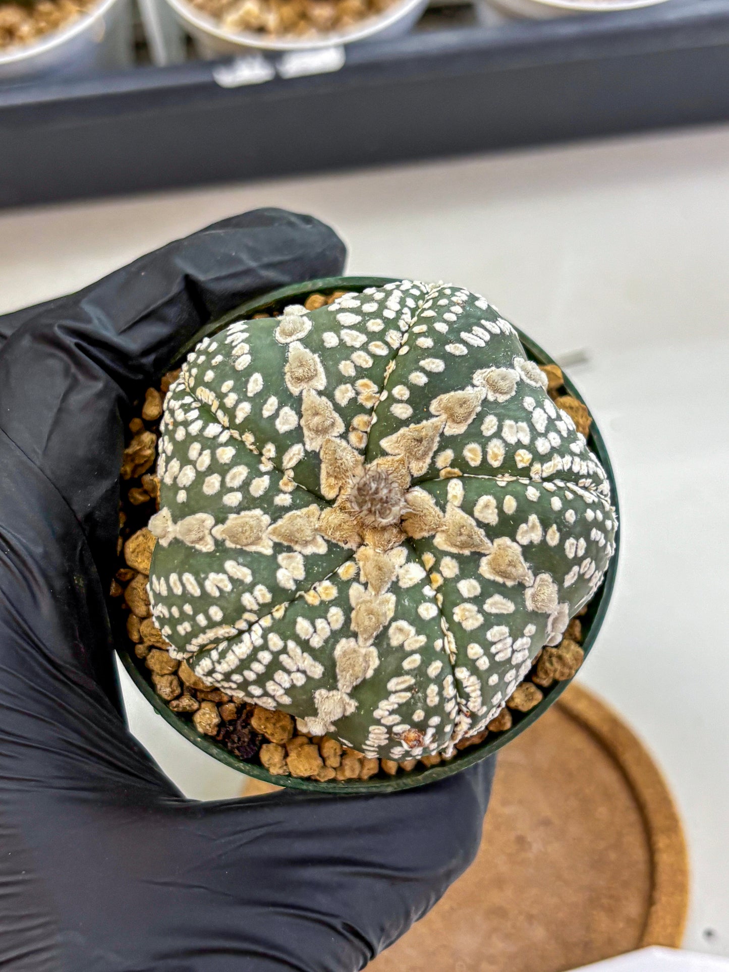 Astrophytum Fukuryu (at8) (12) | Rare Plant | Succulent Cactus