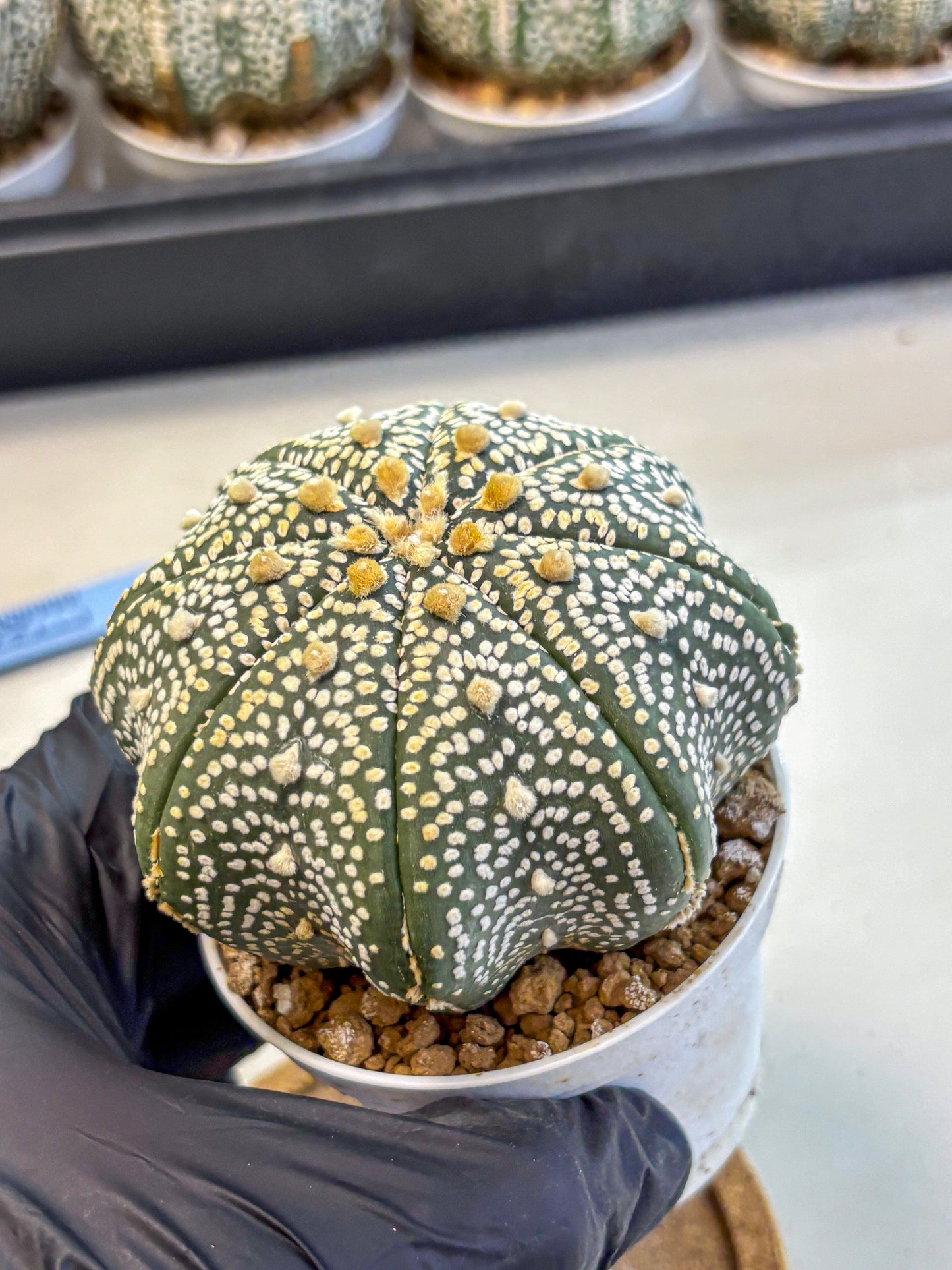 Astrophytum Super Kabuto (at10) (13) | sand dollar cactus