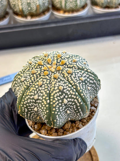 Astrophytum Super Kabuto (at10) (13) | sand dollar cactus