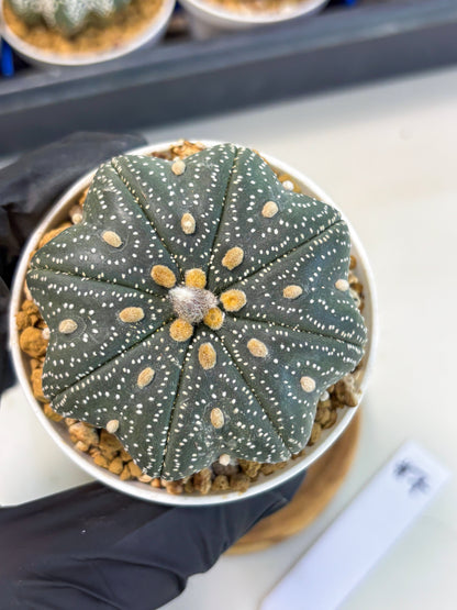 Astrophytum Star Shape (at3) (p7) | Very Rare Cactus