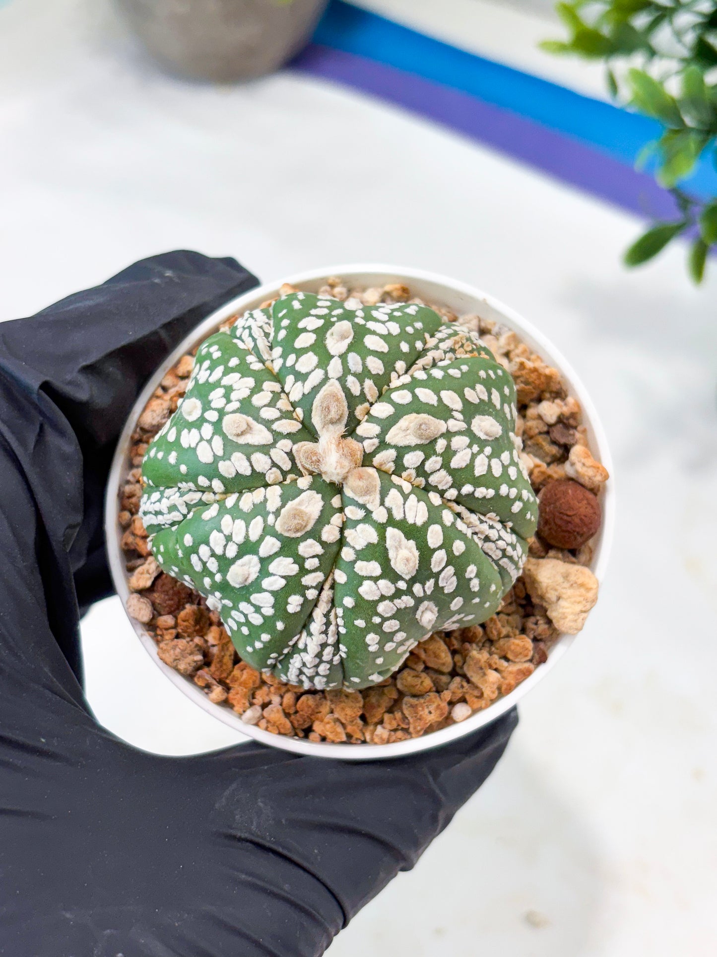 Astrophytum 5-Rib (T11) (y2) | Imported From Taiwan