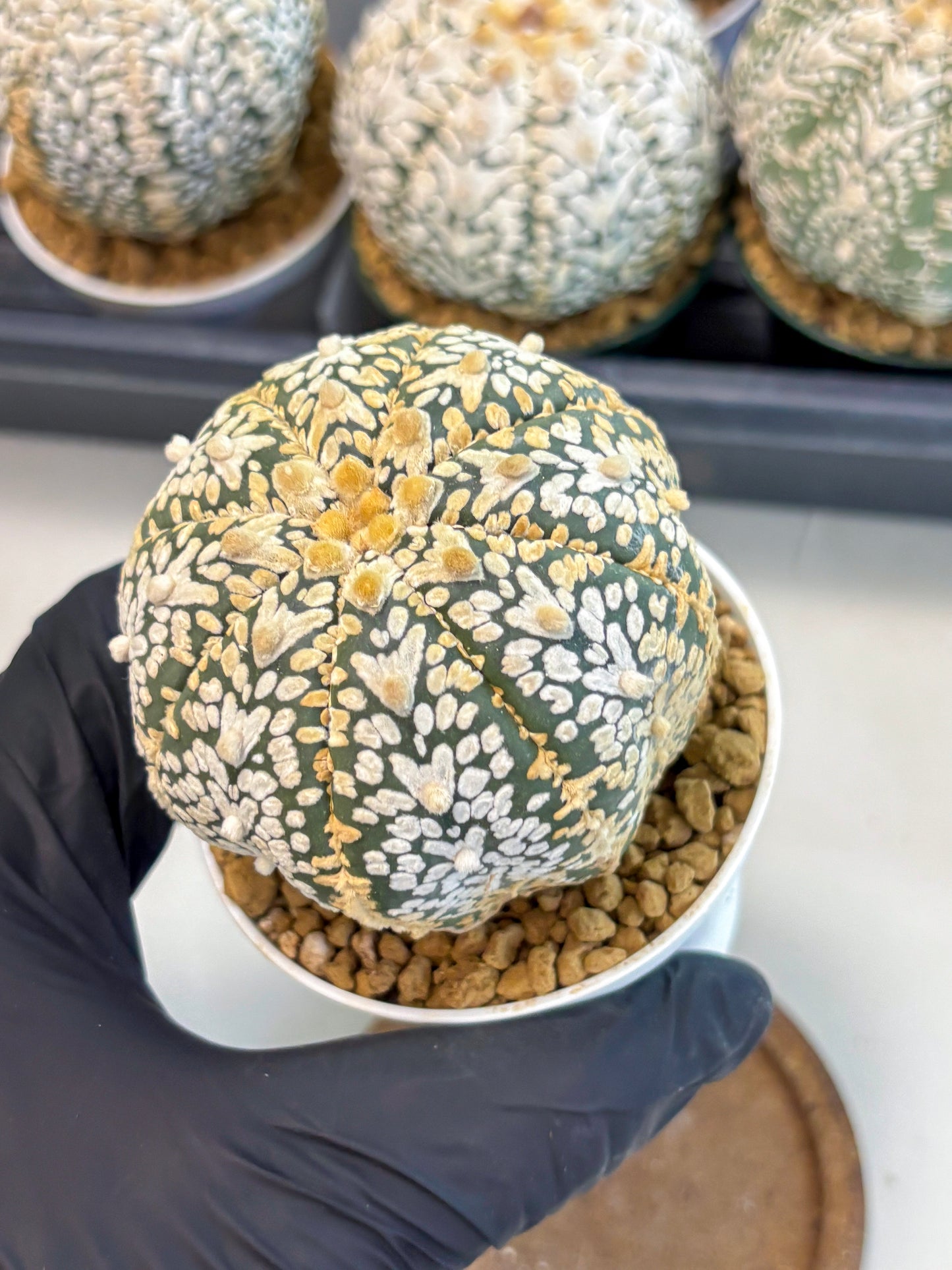 Astrophytum V-Type (at6) (y7) | Rare Star Cactus