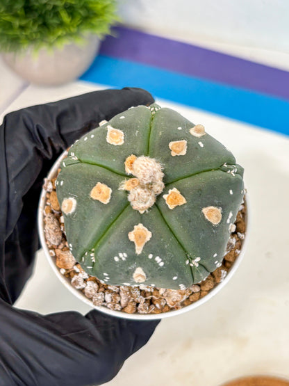 Astrophytum 5-Ribs (at7) (b3) | Living Rocks