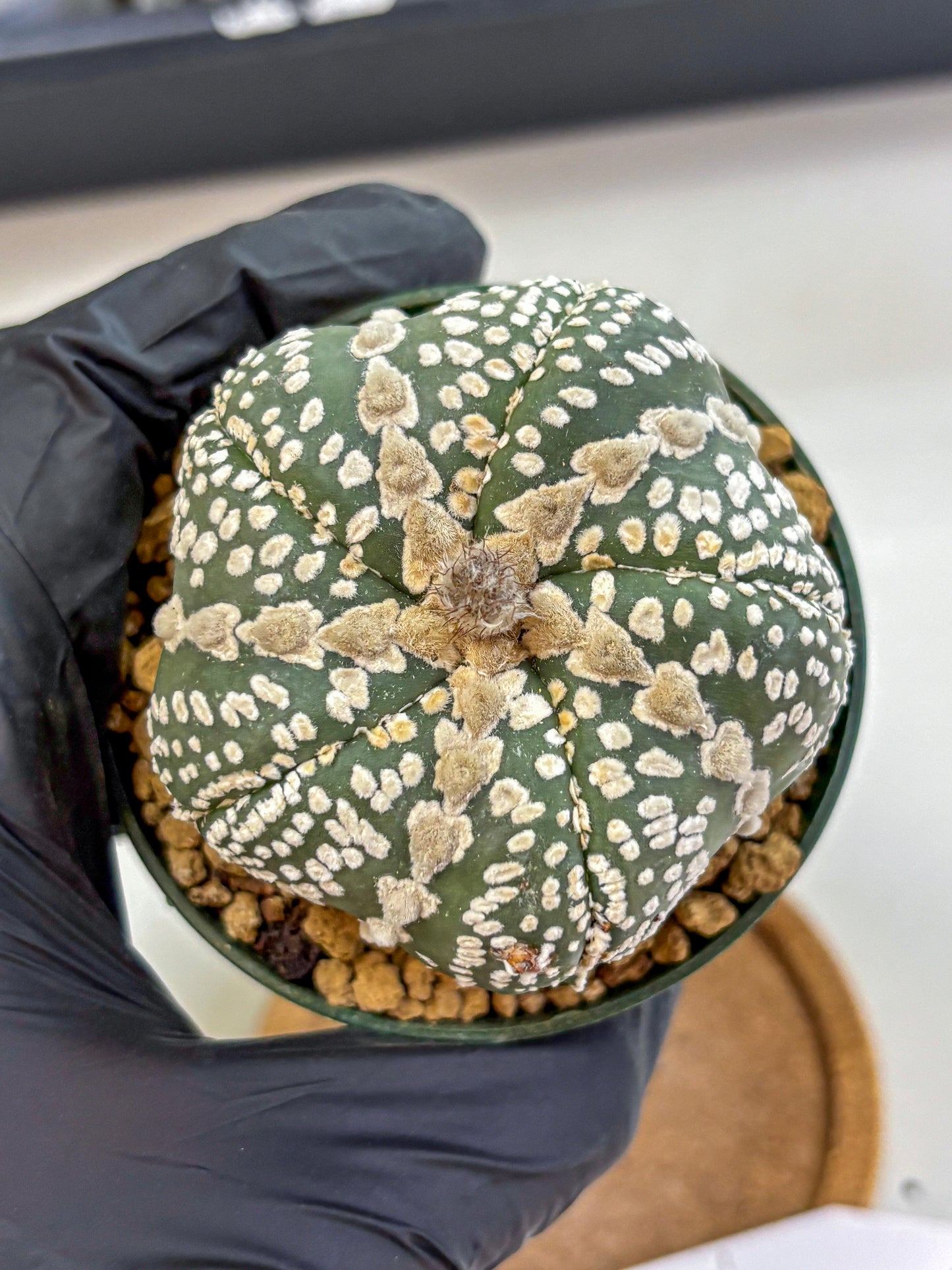 Astrophytum Fukuryu (at8) (12) | Rare Plant | Succulent Cactus