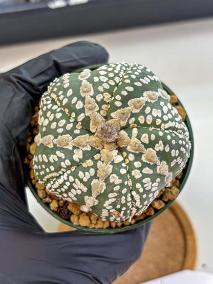 Astrophytum Fukuryu (at8) (12) | Rare Plant | Succulent Cactus