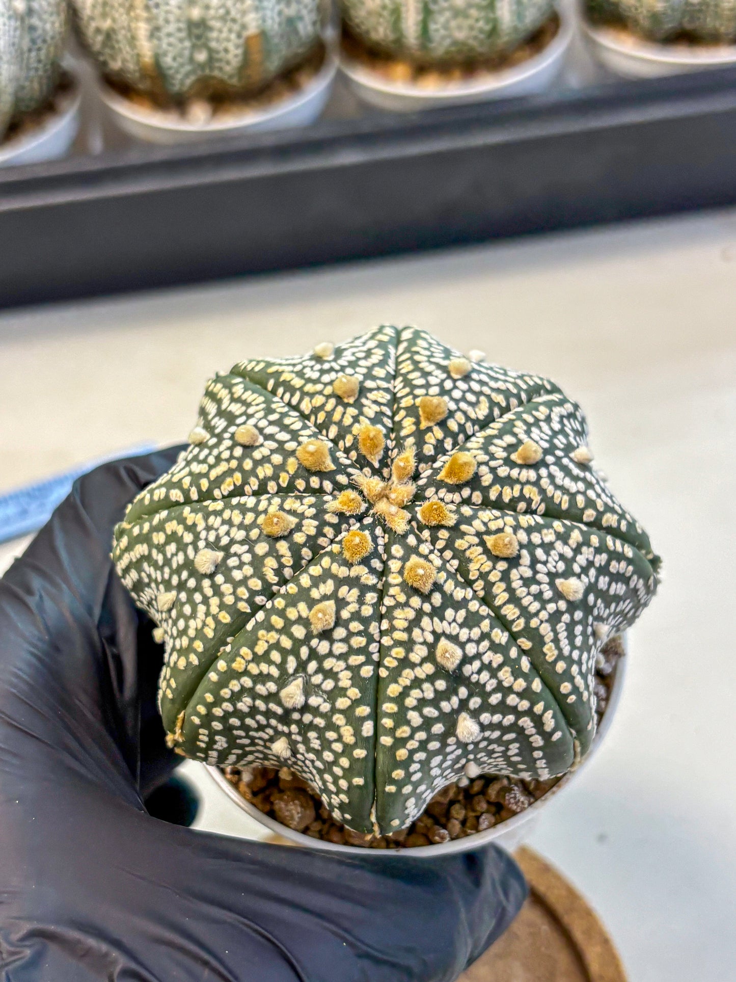 Astrophytum Super Kabuto (at10) (13) | sand dollar cactus
