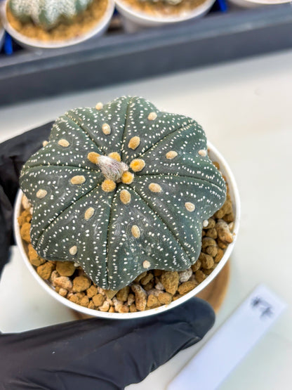 Astrophytum Star Shape (at3) (p7) | Very Rare Cactus