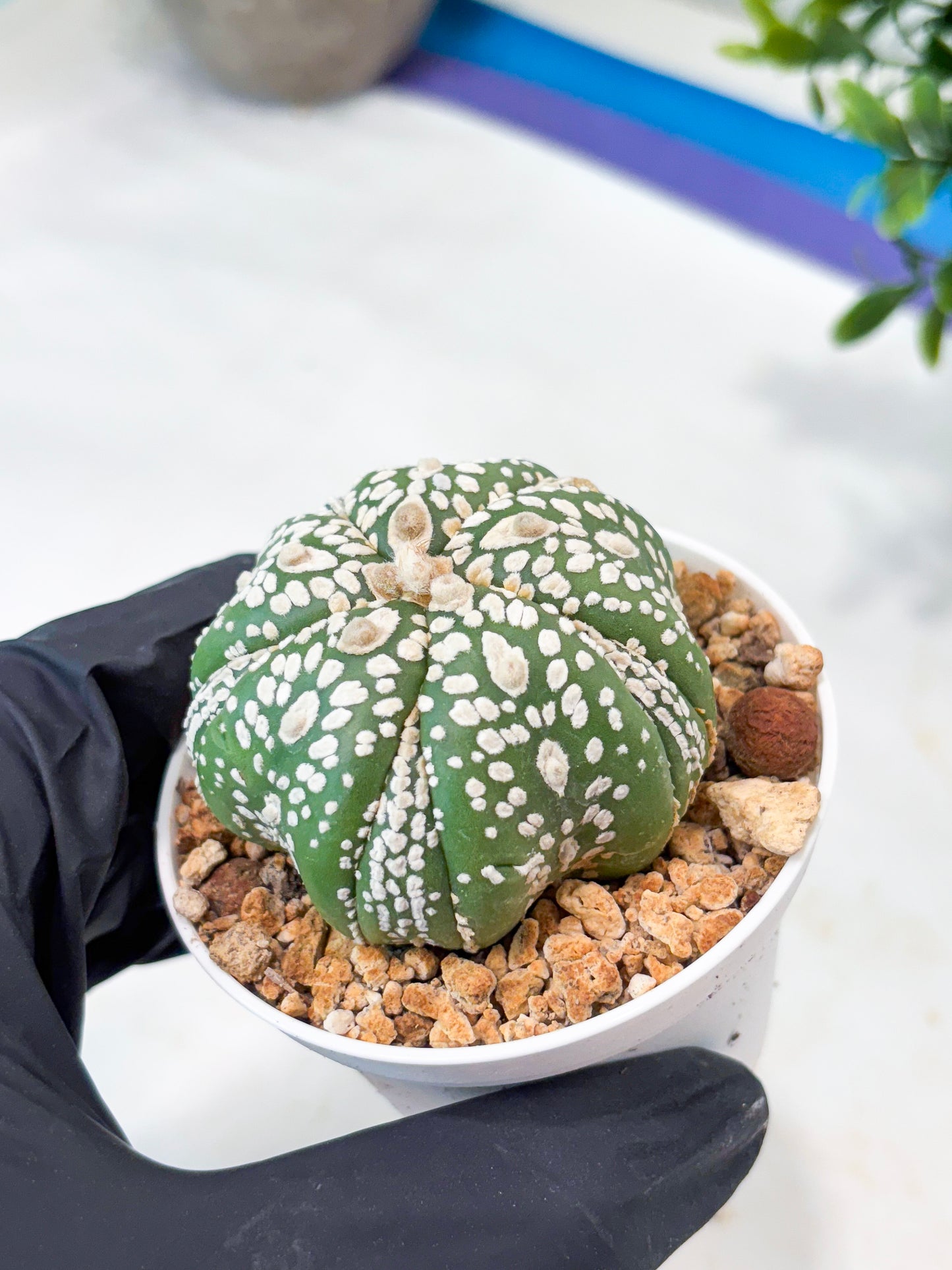 Astrophytum 5-Rib (T11) (y2) | Imported From Taiwan