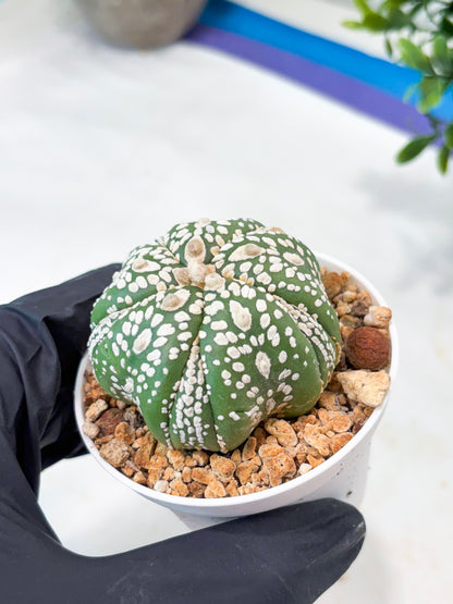 Astrophytum 5-Rib (T11) (y2) | Imported From Taiwan