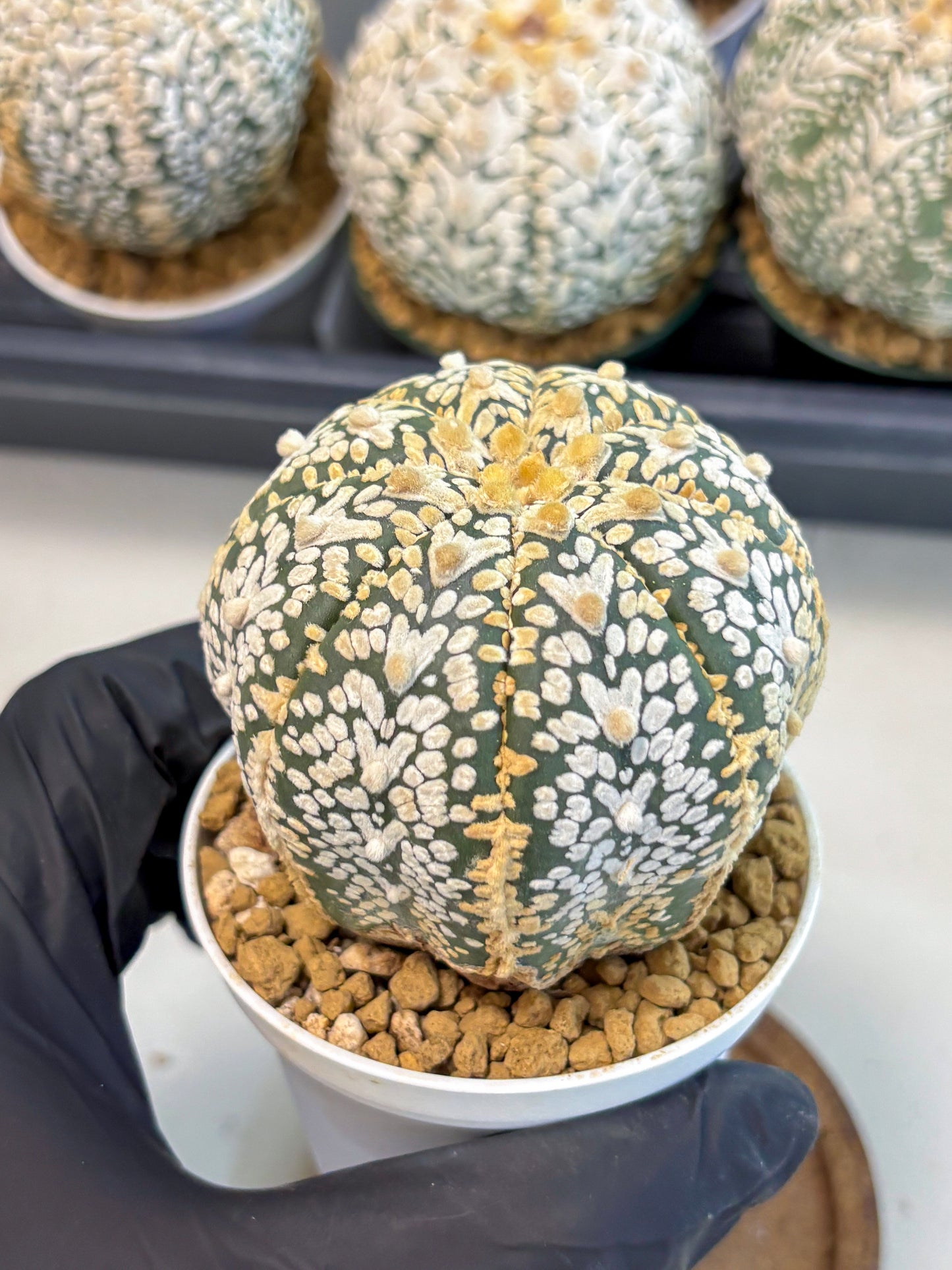 Astrophytum V-Type (at6) (y7) | Rare Star Cactus
