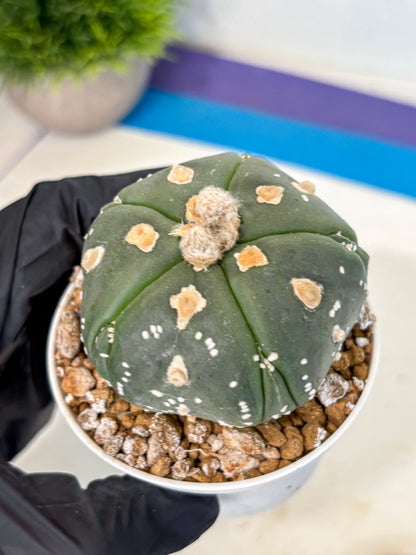 Astrophytum 5-Ribs (at7) (b3) | Living Rocks
