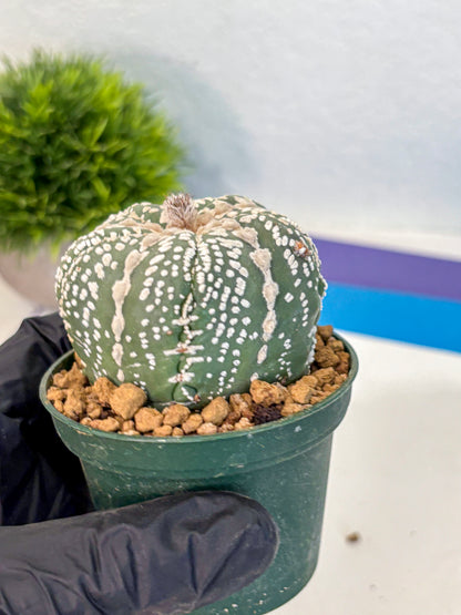 Astrophytum Fukuryu (at8) (12) | Rare Plant | Succulent Cactus