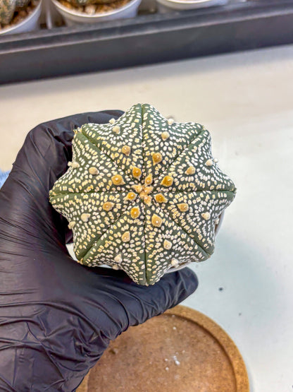 Astrophytum Super Kabuto (at10) (13) | sand dollar cactus