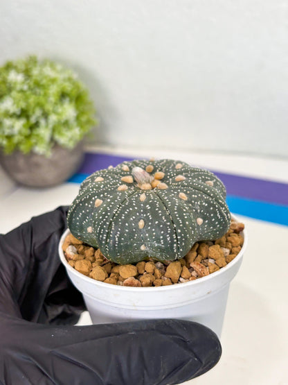 Astrophytum Star Shape (at3) (p7) | Very Rare Cactus